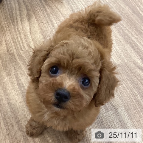 トイ・プードルの写真