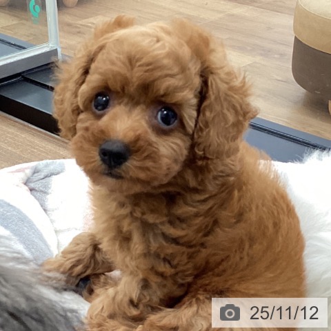 トイ・プードルの写真