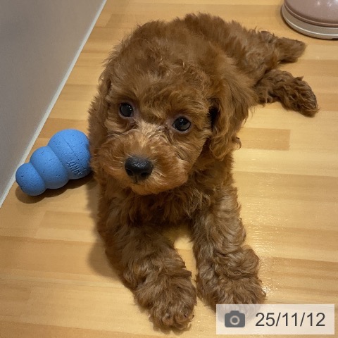 トイ・プードルの写真