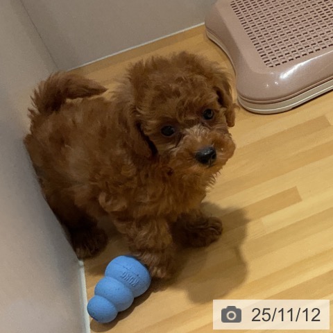 トイ・プードルの写真