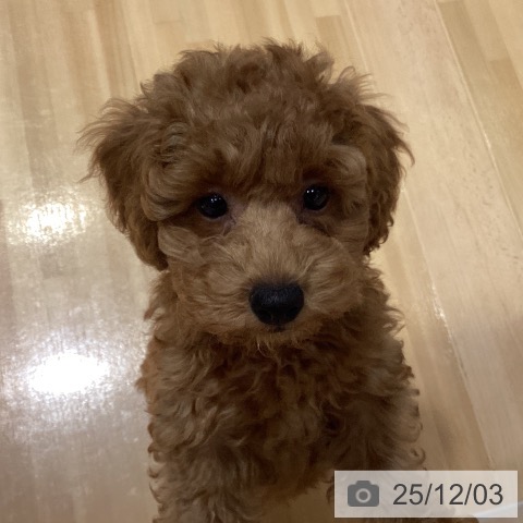 埼玉県のトイプードル(トイ) (ペットプラス 与野店/2025年9月11日生まれ/男の子/レッド)の子犬の3枚目の画像