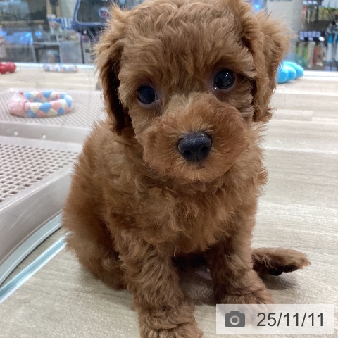 トイ・プードルの写真