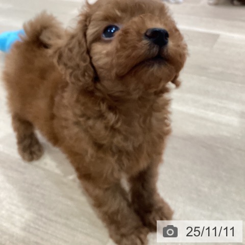 トイ・プードルの写真