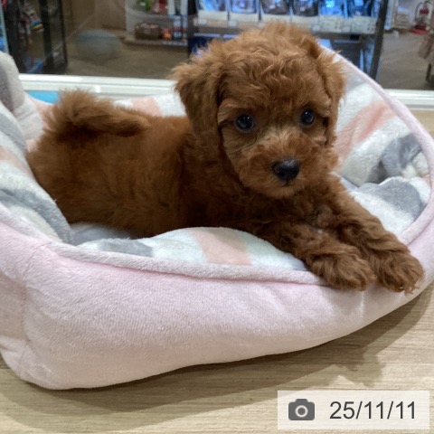 トイ・プードルの写真