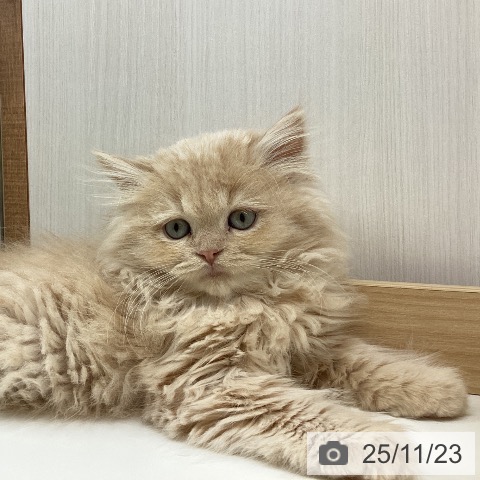 東京都のスコティッシュフォールド (ペットプラス MARK IS 葛飾かなまち店/2025年9月11日生まれ/男の子/クリームタビー)の子猫の4枚目の画像