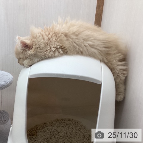 東京都のスコティッシュフォールド (ペットプラス MARK IS 葛飾かなまち店/2025年9月11日生まれ/男の子/クリームタビー)の子猫の3枚目の画像