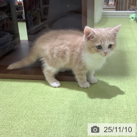 スコティッシュフォールドの写真