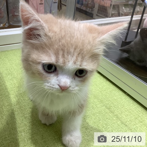 スコティッシュフォールドの写真