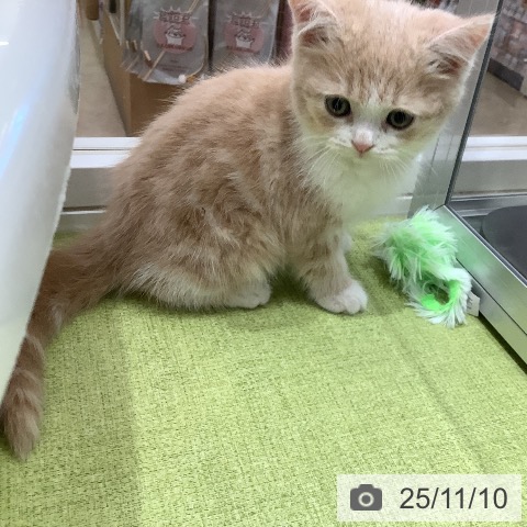 スコティッシュフォールドの写真