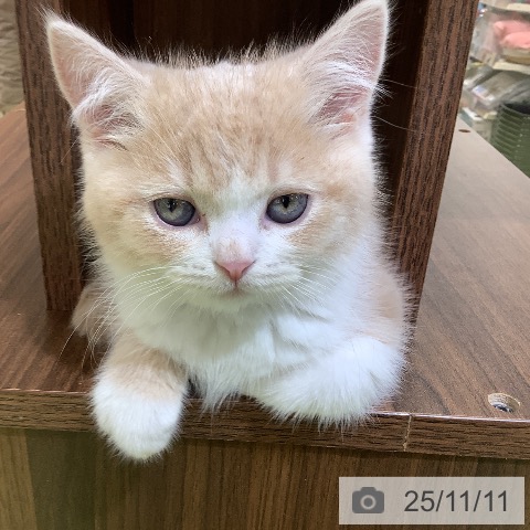 スコティッシュフォールドの写真