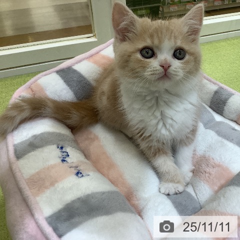 スコティッシュフォールドの写真