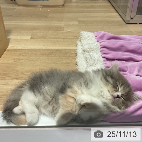 スコティッシュフォールドの写真