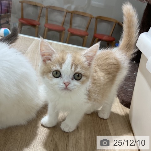 スコティッシュフォールドの写真