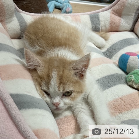 長野県のスコティッシュフォールド (ペットプラス 長野店/2025年9月8日生まれ/男の子/クリームタビーホワイト)の子猫の4枚目の画像