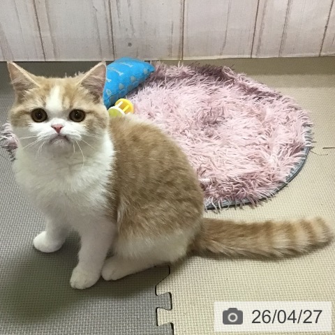 スコティッシュフォールドの写真