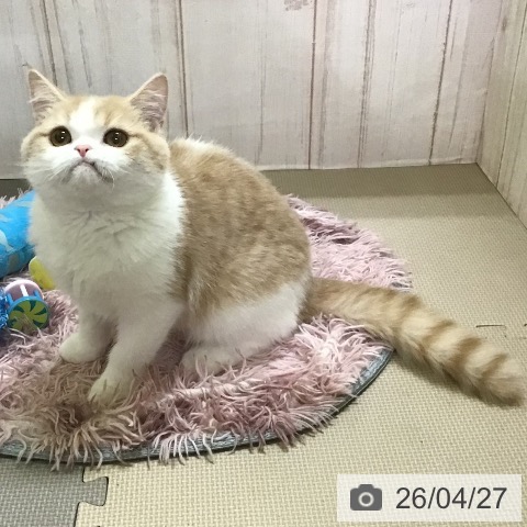 スコティッシュフォールドの写真