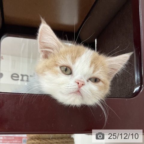 長野県のスコティッシュフォールド (ペットプラス 長野店/2025年9月8日生まれ/男の子/クリームタビーホワイト)の子猫の3枚目の画像