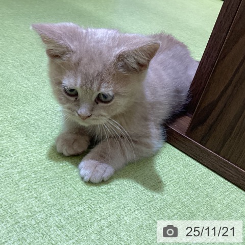 埼玉県のスコティッシュフォールド (ペットプラス 羽生店/2025年9月8日生まれ/男の子/クリームタビー)の子猫の4枚目の画像