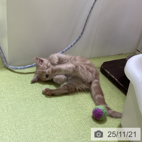 埼玉県のスコティッシュフォールド (ペットプラス 羽生店/2025年9月8日生まれ/男の子/クリームタビー)の子猫の3枚目の画像