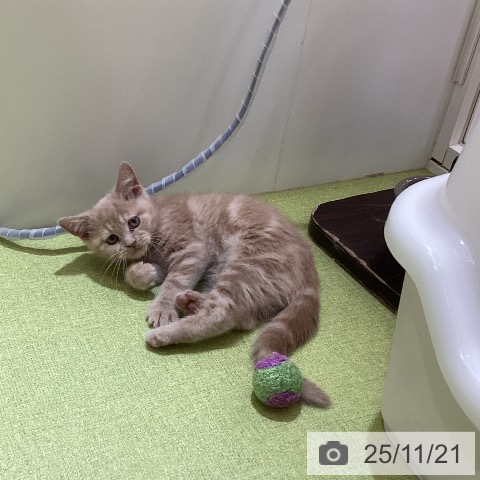 埼玉県のスコティッシュフォールド (ペットプラス 羽生店/2025年9月8日生まれ/男の子/クリームタビー)の子猫の3枚目の画像