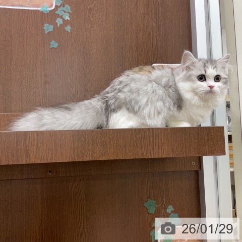 神奈川県のミヌエット (ペットプラス アミーゴ藤沢店/2025年9月9日生まれ/女の子/シルバータビーホワイト)の子猫の4枚目の画像