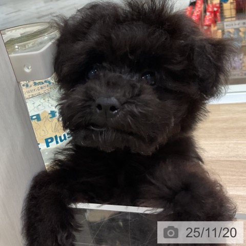 神奈川県のトイプードル(トイ) (ペットプラス 湘南平塚店/2025年9月5日生まれ/男の子/ブラック)の子犬の4枚目の画像