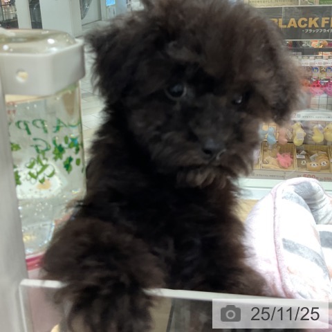 神奈川県のトイプードル(トイ) (ペットプラス 湘南平塚店/2025年9月5日生まれ/男の子/ブラック)の子犬の3枚目の画像