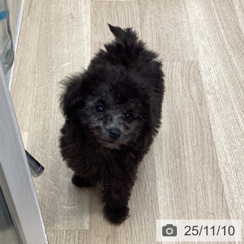 トイ・プードルの写真