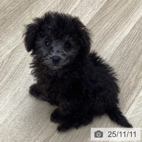 トイ・プードルの写真