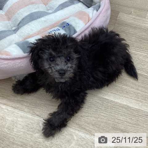 東京都のトイプードル(トイ) (ペットプラス むさし村山店/2025年9月5日生まれ/男の子/シルバー)の子犬の4枚目の画像