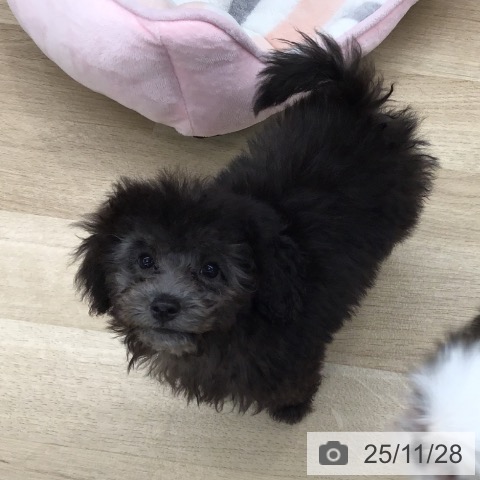 東京都のトイプードル(トイ) (ペットプラス むさし村山店/2025年9月5日生まれ/男の子/シルバー)の子犬の3枚目の画像