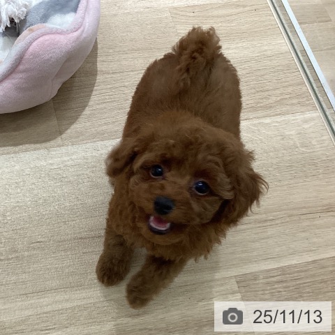 トイ・プードルの写真