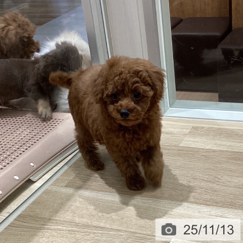 トイ・プードルの写真