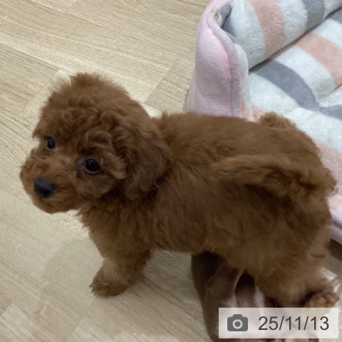 トイ・プードルの写真