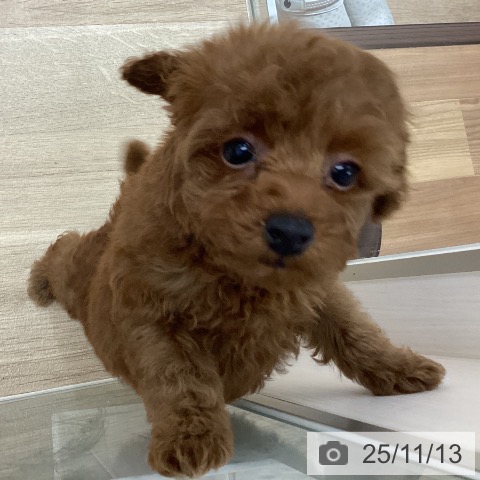 トイ・プードルの写真