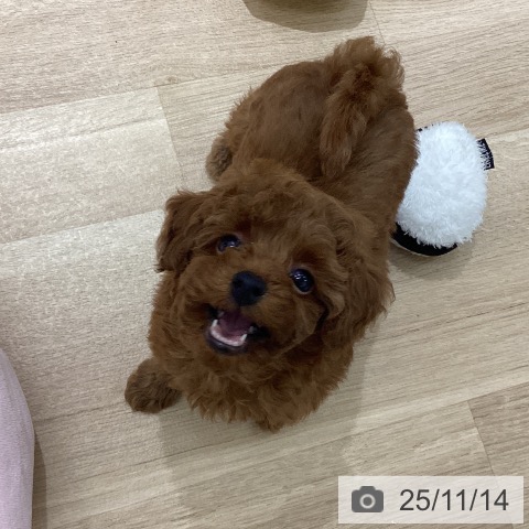 トイ・プードルの写真