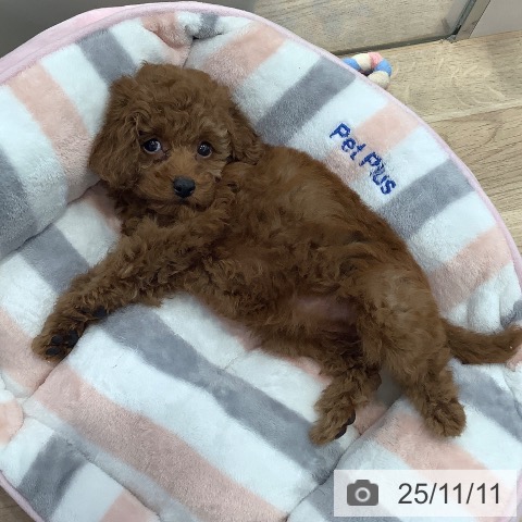 トイ・プードルの写真