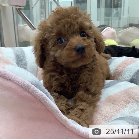 トイ・プードルの写真