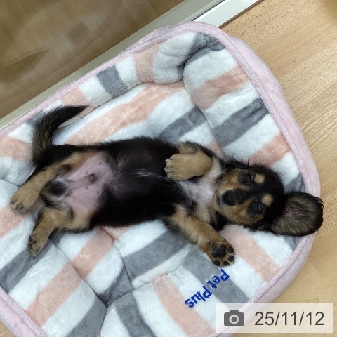 ミニチュア・ダックスフンドの写真