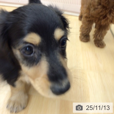 ミニチュア・ダックスフンドの写真