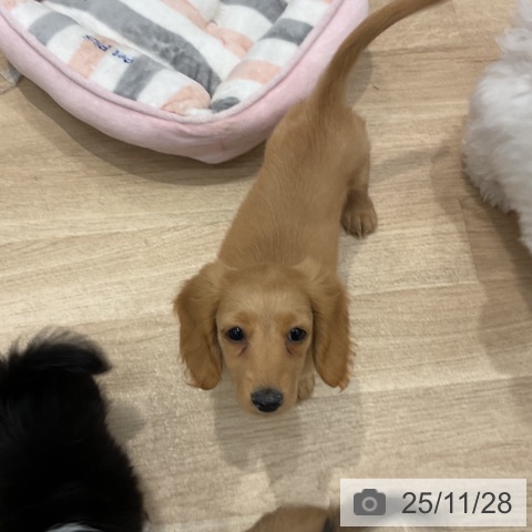 群馬県のミニチュアダックスフンド(ロング) (ペットプラス イオンモール太田店/2025年9月10日生まれ/女の子/イエロー)の子犬の4枚目の画像