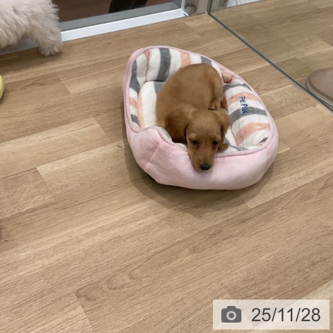 群馬県のミニチュアダックスフンド(ロング) (ペットプラス イオンモール太田店/2025年9月10日生まれ/女の子/イエロー)の子犬の3枚目の画像