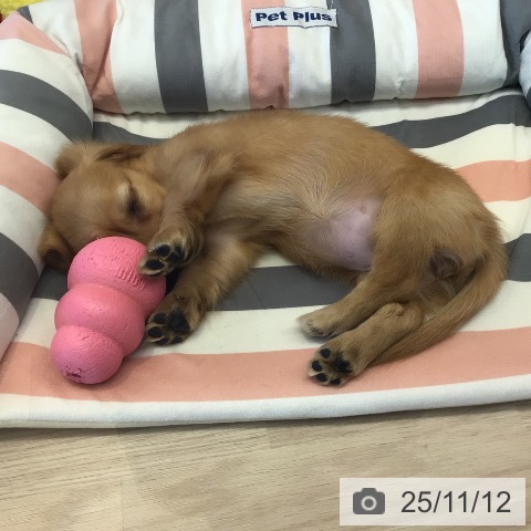 ミニチュア・ダックスフンドの写真