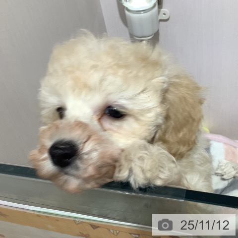 トイ・プードルの写真