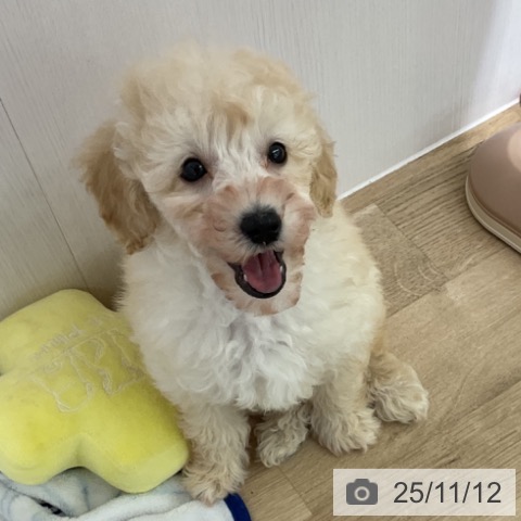 トイ・プードルの写真