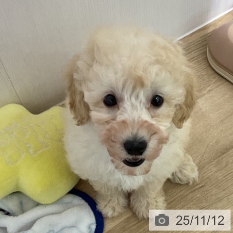 トイ・プードルの写真