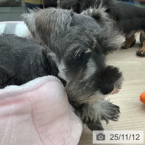 ミニチュア・シュナウザーの写真