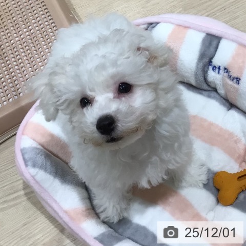 神奈川県のビションフリーゼ (ペットプラス 川崎ルフロン店/2025年9月4日生まれ/男の子/ホワイト)の子犬の4枚目の画像