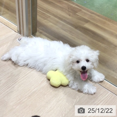 神奈川県のビションフリーゼ (ペットプラス 川崎ルフロン店/2025年9月4日生まれ/男の子/ホワイト)の子犬の4枚目の画像