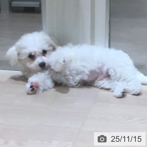 神奈川県のビションフリーゼ (ペットプラス 川崎ルフロン店/2025年9月4日生まれ/男の子/ホワイト)の子犬の3枚目の画像